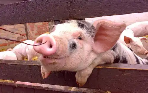 Forceris: La solución para prevenir la Coccidiosis y la anemia en lechones