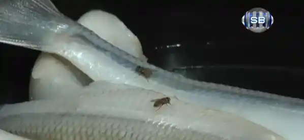 Bahía Blanca: Merendero tiró comida tras estar 28 horas sin luz