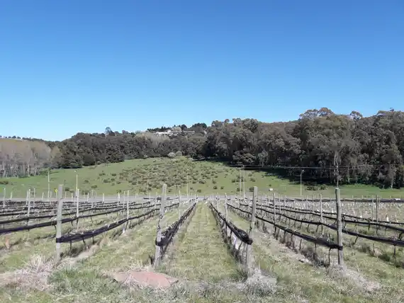 El Municipio resaltó la obtención del indicador geográfico para los vinos de Tandil