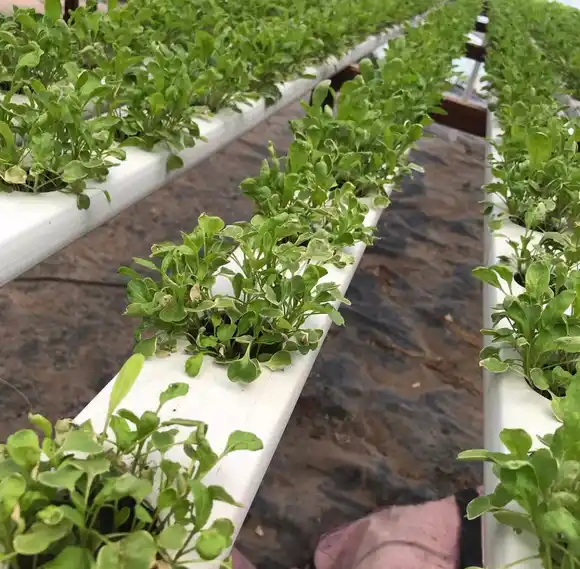 Cultivos hidropónicos, una alternativa productiva que cuida el medio ambiente