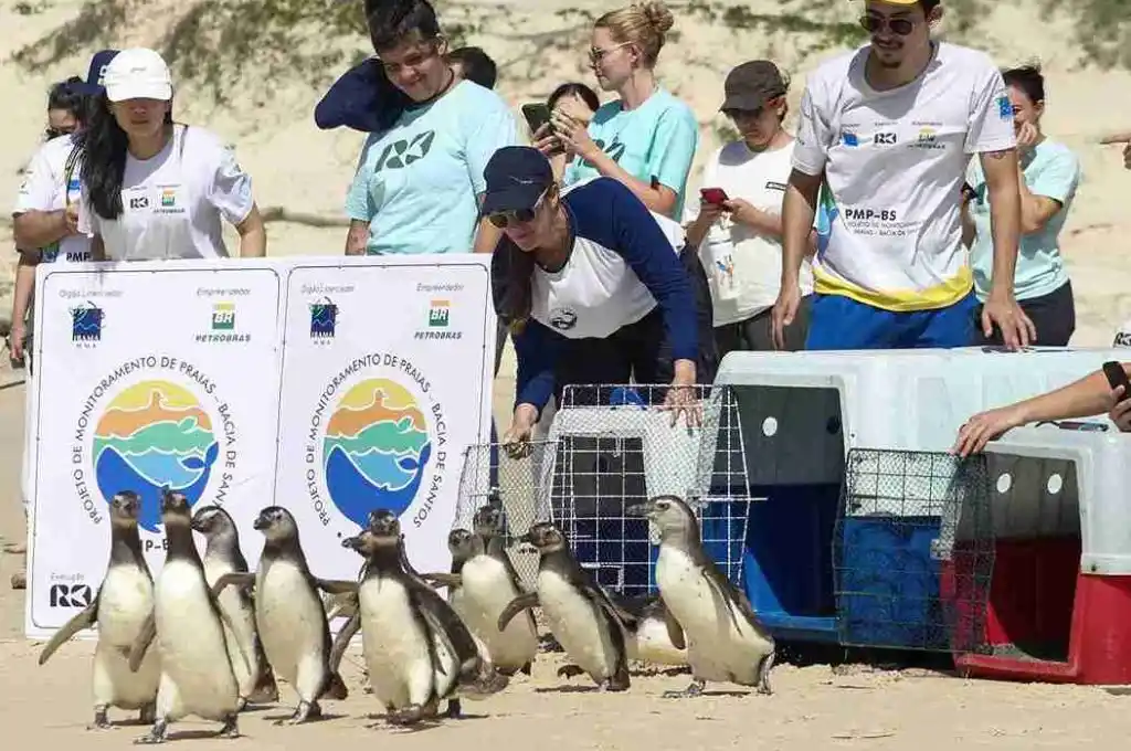 Regreso de pingüinos al mar