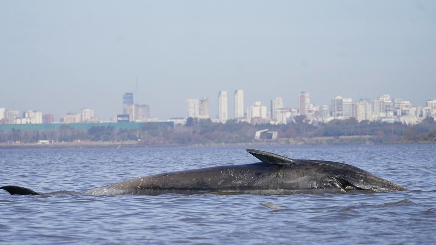 Video: Una ballena apareció sin vida en la costa del Río de la Plata