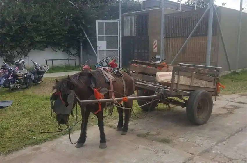 Golpeaban ferozmente a un caballo y terminaron en la comisaría