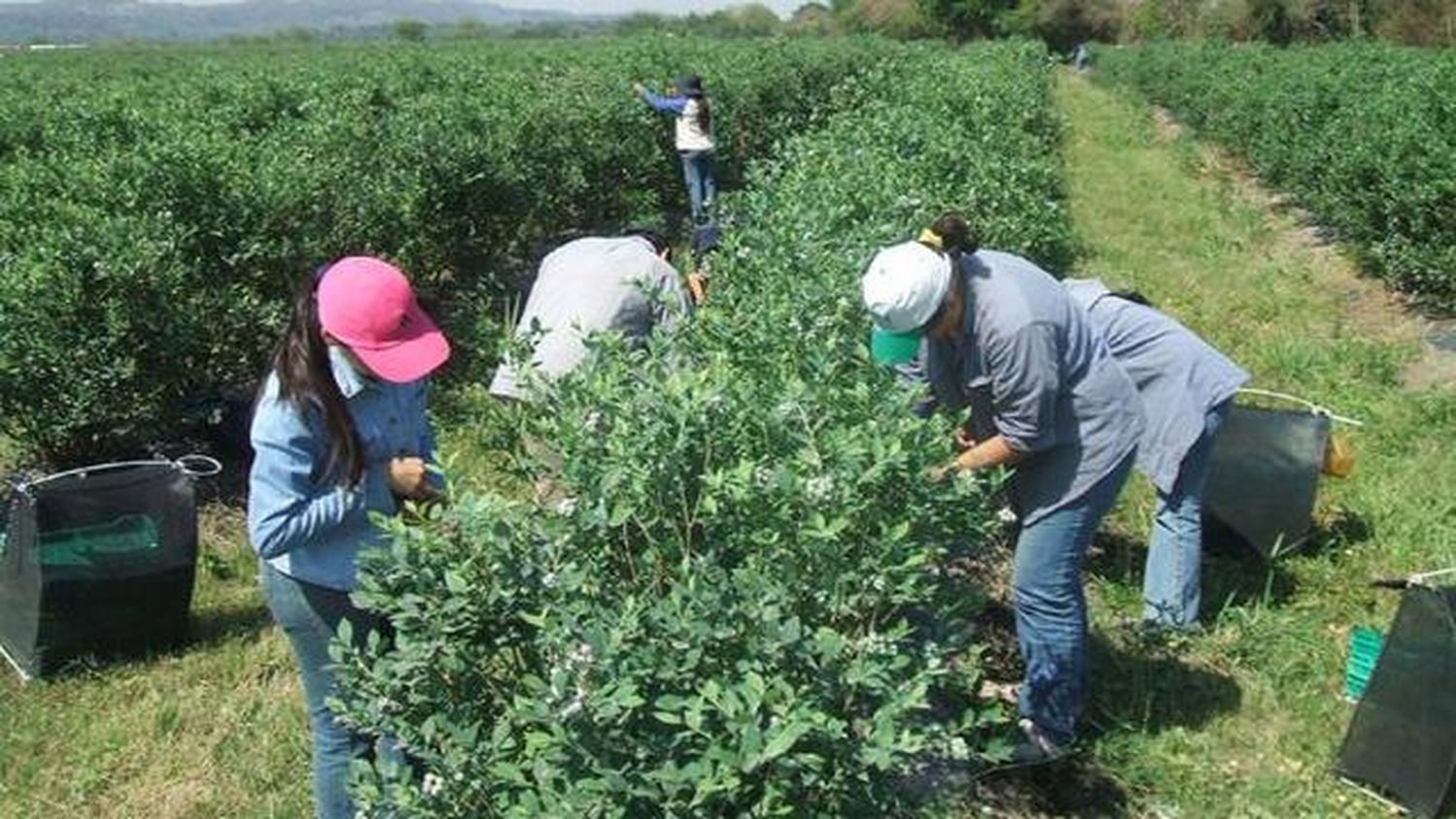 Arandaneros quieren hacer de Concordia un oasis productivo 