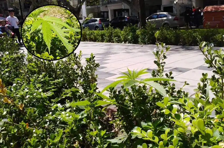 ¿Es cannabis? Creció una sugestiva planta en pleno cantero de Bulevard Oroño