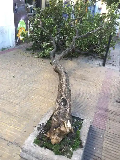 #Instantáneas: Un naranjo menos