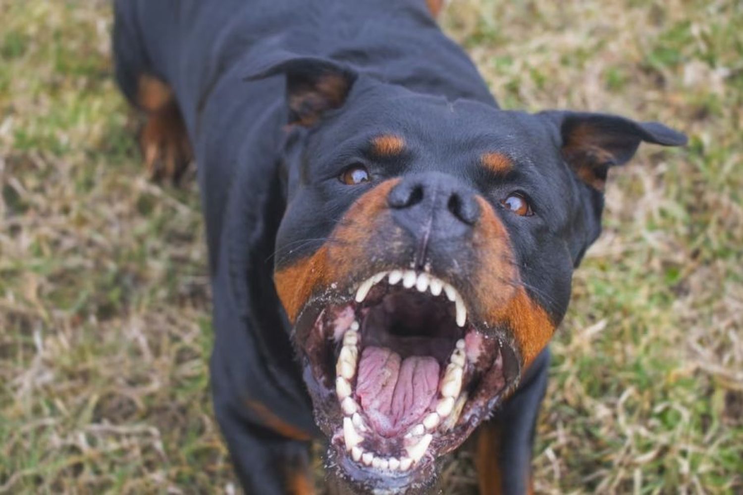 Tragedia en Mendoza: una mujer de 85 años murió después de ser atacada por sus tres perros rottweiler