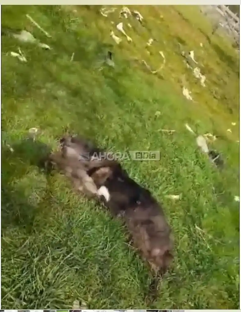 perrera pueblo belgrano - 2