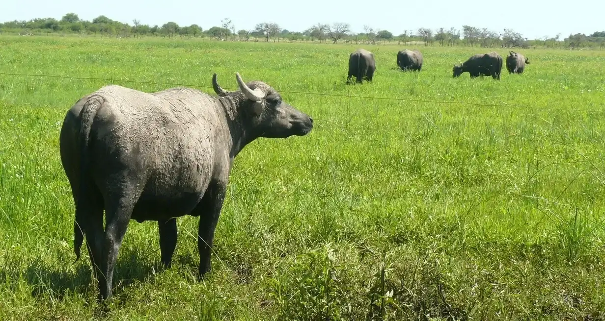 El stock de búfalos llegó a 205.000 cabezas y creció 25,3% desde 2023. Corrientes, Formosa y Chaco concentran el 83% de la producción. - 3