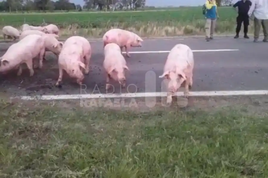 En la madrugada: volcó un camión jaula que trasportaba chanchos