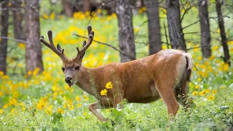 Ciervos, venados y bambis