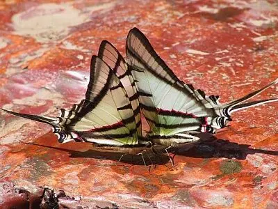 COLOMBIA el país con mayor diversidad de  mariposas