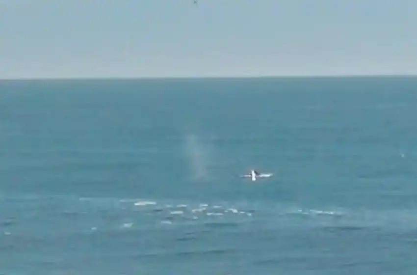 Las ballenas "aprovecharon" la flexibilización de las restricciones