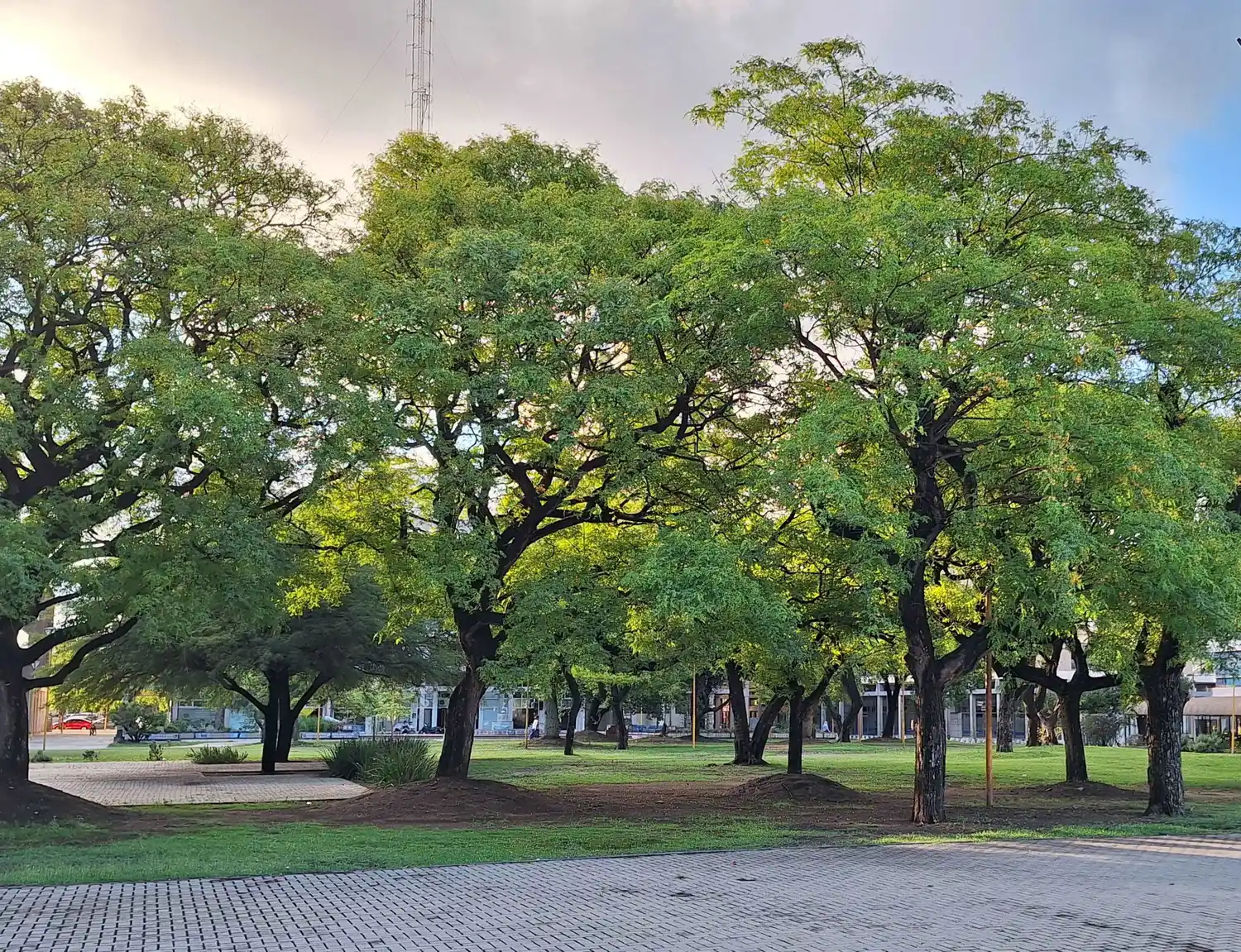 ¿Cuánto cuesta sacar un árbol en San Francisco?