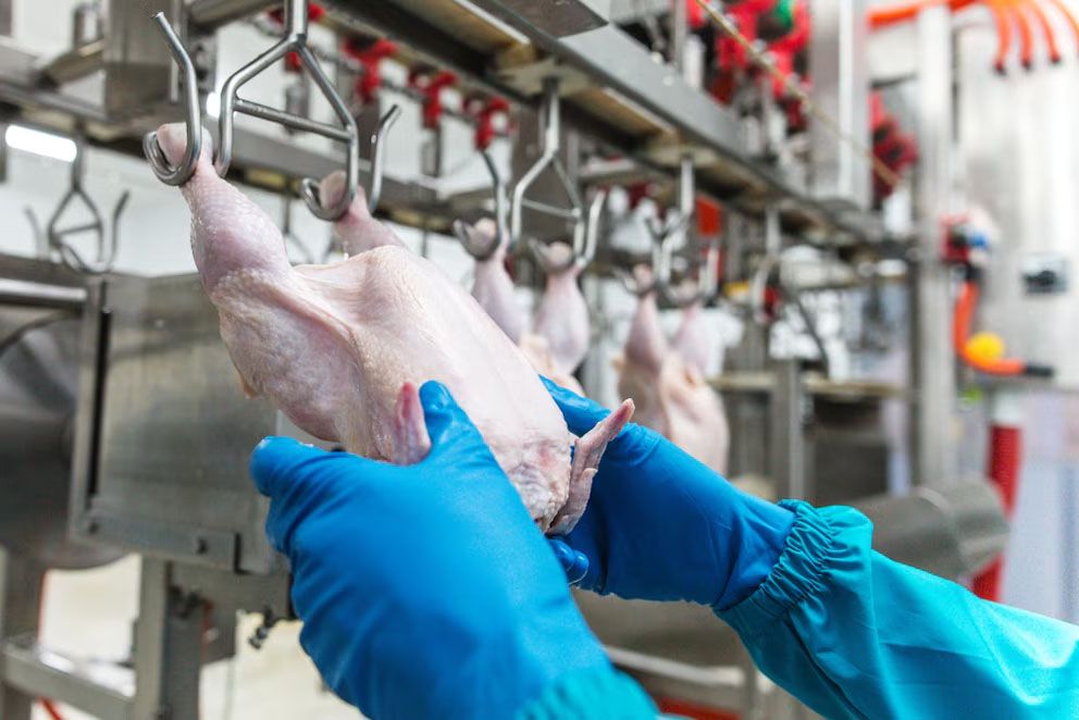 Las importaciones de carne aviar aumentaron casi 300% en lo que va del año, mientras que las exportaciones cayeron