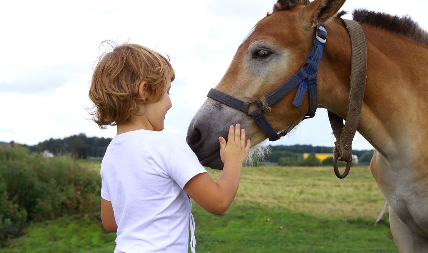 Capacitación: Se desarrollará una introducción a la Terapia Asistida con Caballos