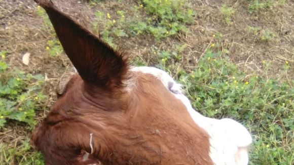 Faenaron vacas en cercanías del arroyo El Tala