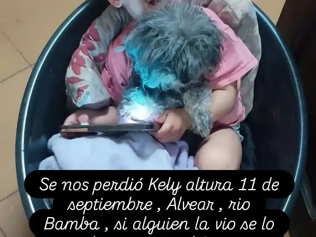 Buscan a Kely, una perrita extraviada