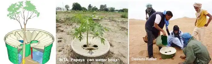 Como trasplantar árboles en verano