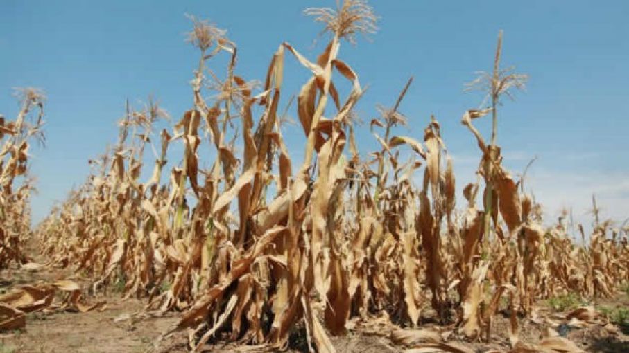 Sequía: Declaran otros once municipios bonaerenses en emergencia agropecuaria