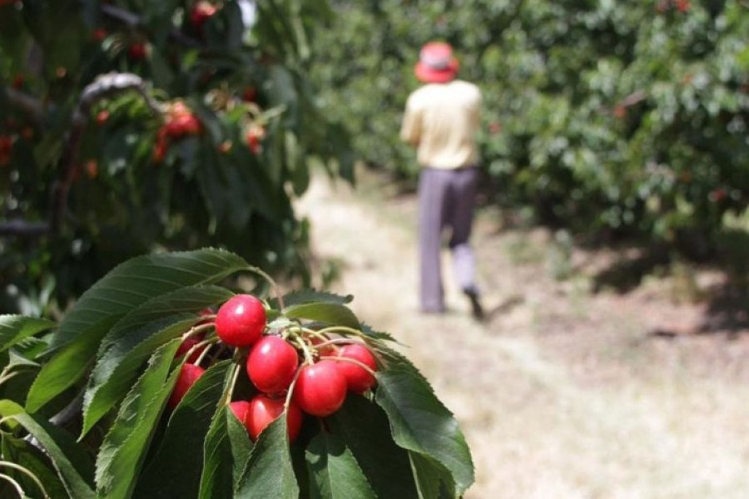 Fijan nuevos requisitos para que las economías regionales se sumen al Programa de Incremento Exportador