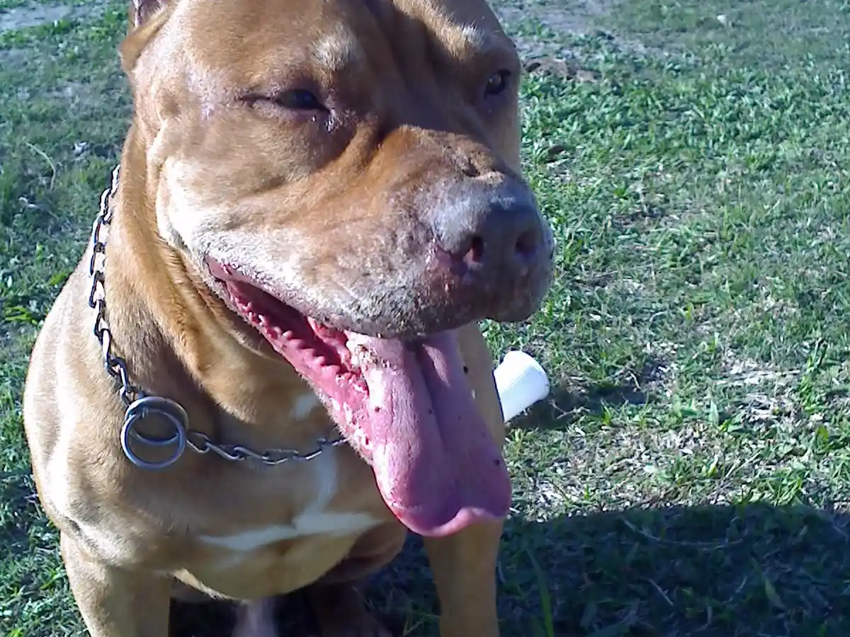El pitbull no debería haber  estado suelto y sin bozal