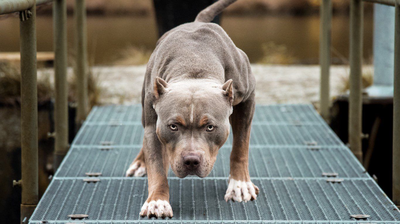 Pitbull atacó a tres niños y uno de los chicos está grave
