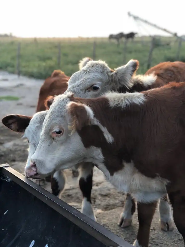 Un hombre entregó a sus hijos a la policía por el robo de vacas en De la Canal