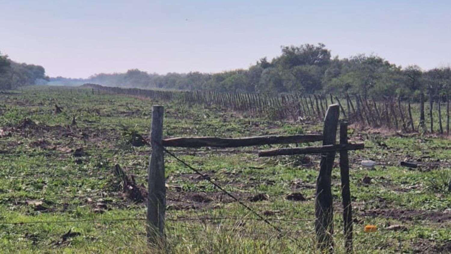Fallo ejemplar en Entre Ríos: la Justicia ordena frenar desmontes ilegales en bosques nativos protegidos