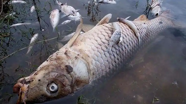 La provincia advierte sobre posible mortandad de peces