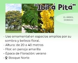 ibirá