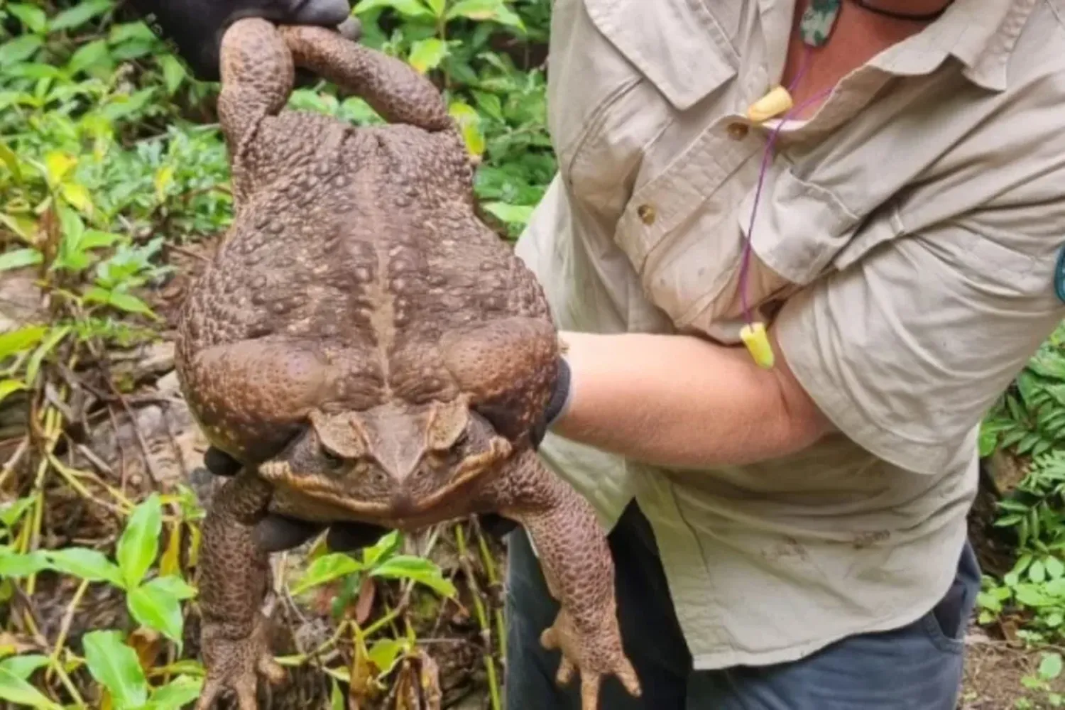 Debieron sacrificar a Toadzilla, el sapo más grande del mundo