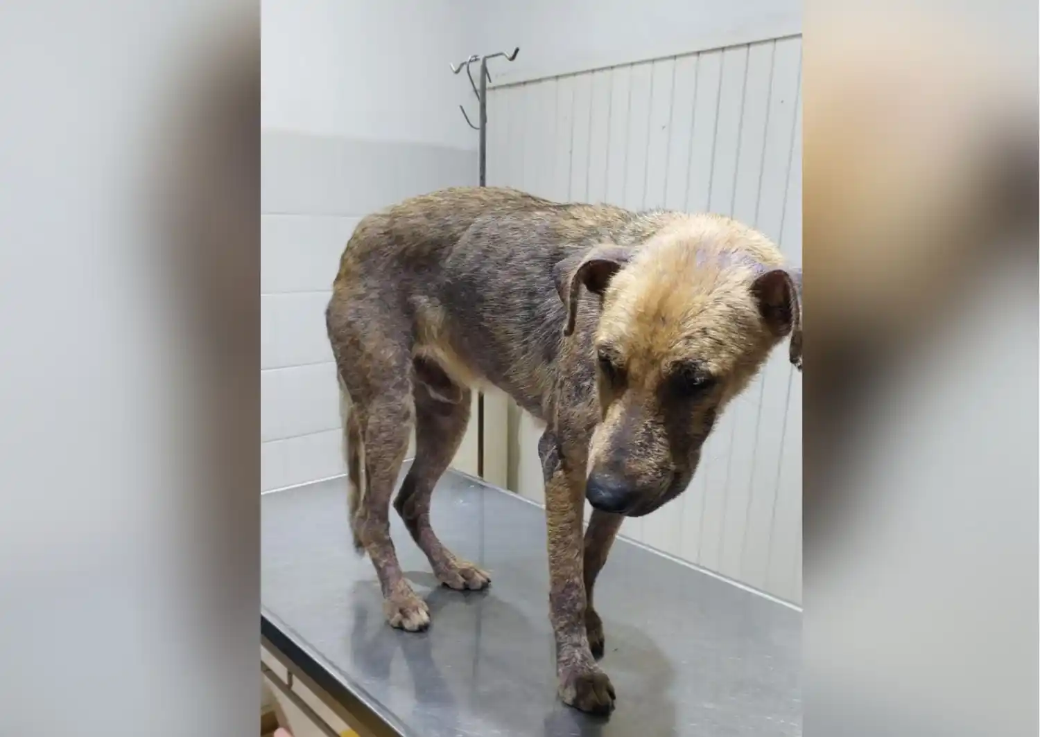 Perro encontrado: “En muy mal estado”