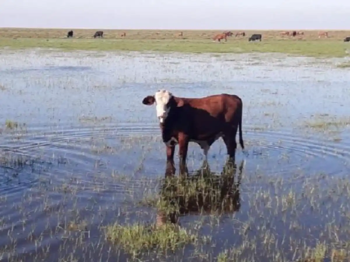 Por una plaga de mosquitos están muriendo vacas en el nordeste de Córdoba