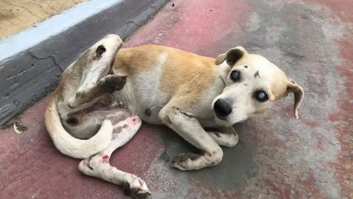 Detenido «El Teterito», aberrado que abusó sexualmente de perrita en Lara, puede haber más implicados