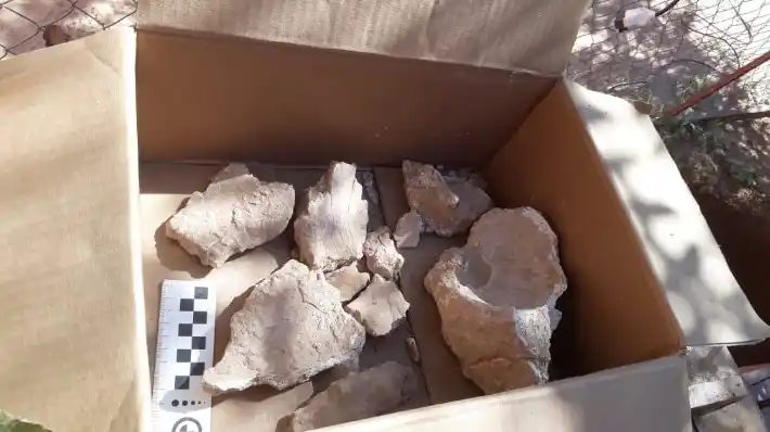 Hallaron restos de un gigantesco perezoso de 8 mil años de antigüedad en Venado Tuerto