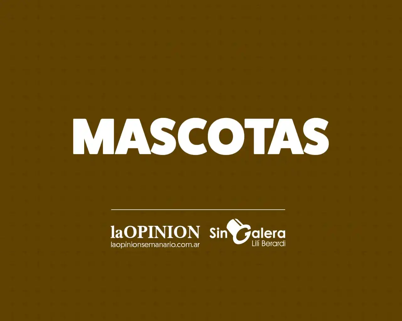 Buscan a Chancle, una gatita perdida