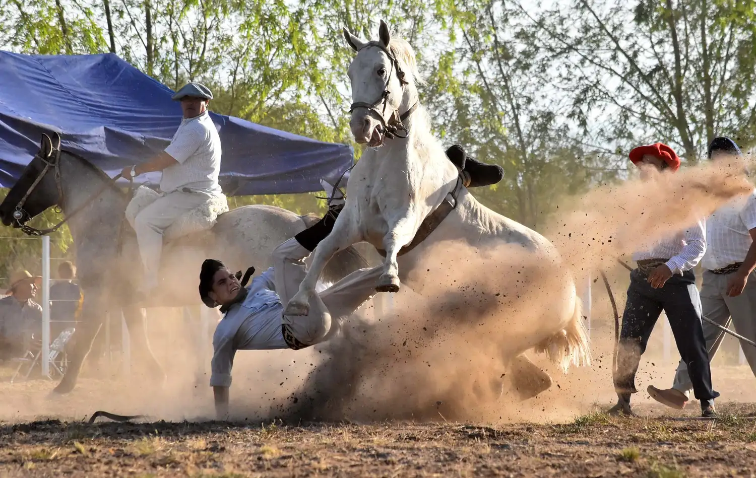 Jineteadas: El maltrato animal que oscurece nuestras tradiciones