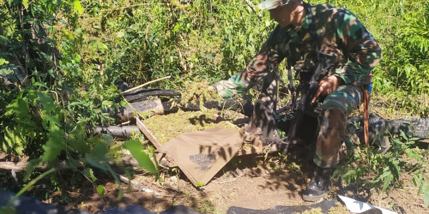 Secuestran más de 720 kilos de marihuana abandonados en una plantación de yerba mate