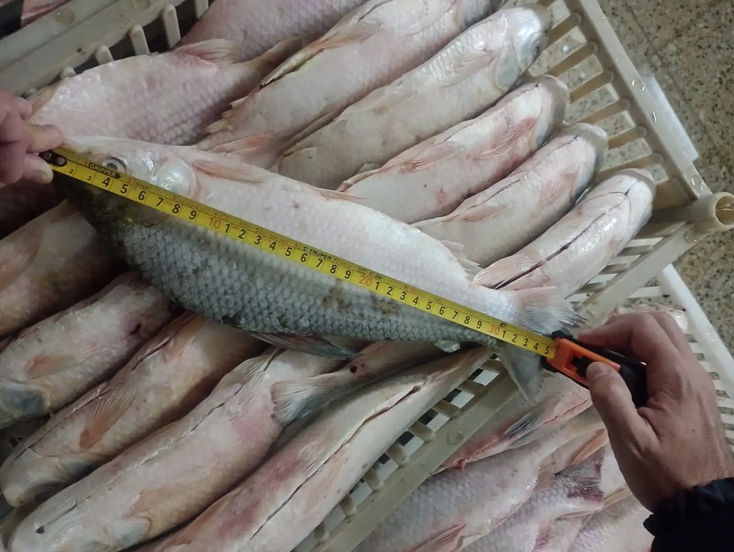 Los peces no llegaban a la talla mínima.