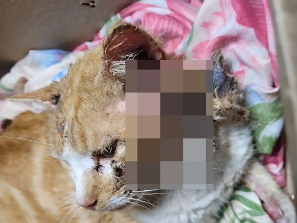Piden colaboración y adopción responsable para un gatito rescatado