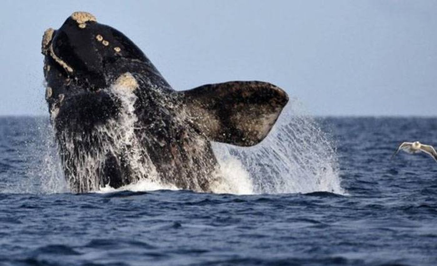 Rodocrosita, la ballena franca austral que lleva  más de 50 años regresando a Chubut