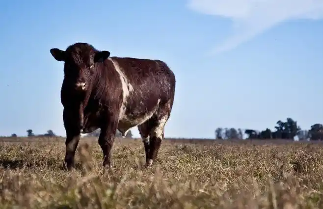 Argentina exportará semen bovino a Kenia