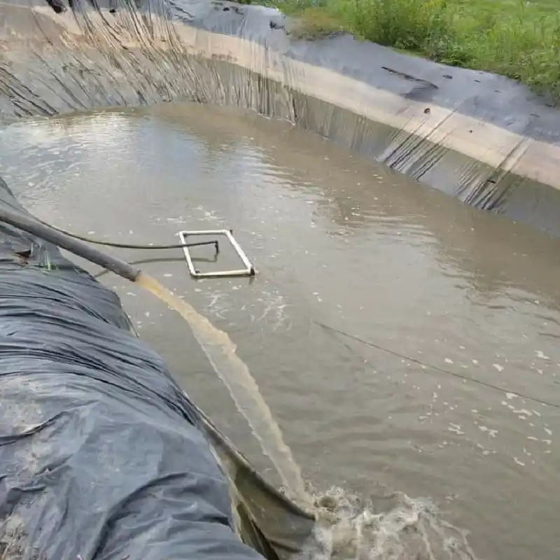 Cosecha de tilapia en estanques de tierra