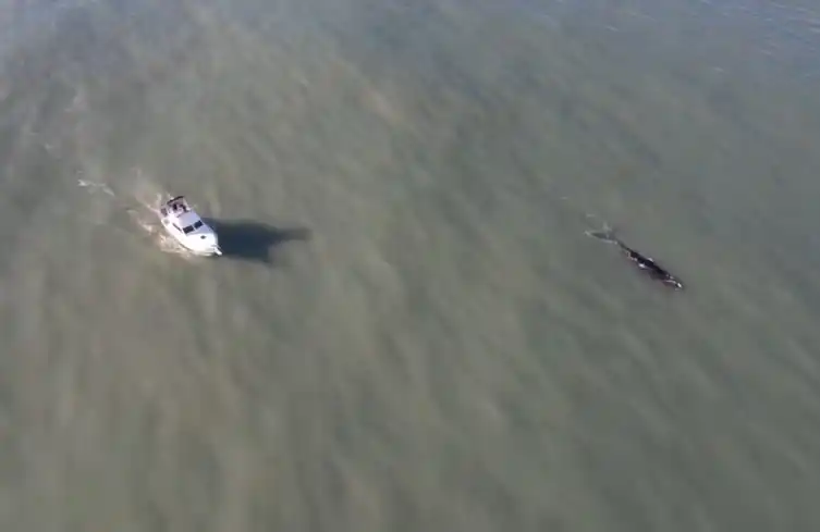 Repudio ante el arreo de embarcaciones a ballenas: "Está prohibido, limita la estadía del animal"