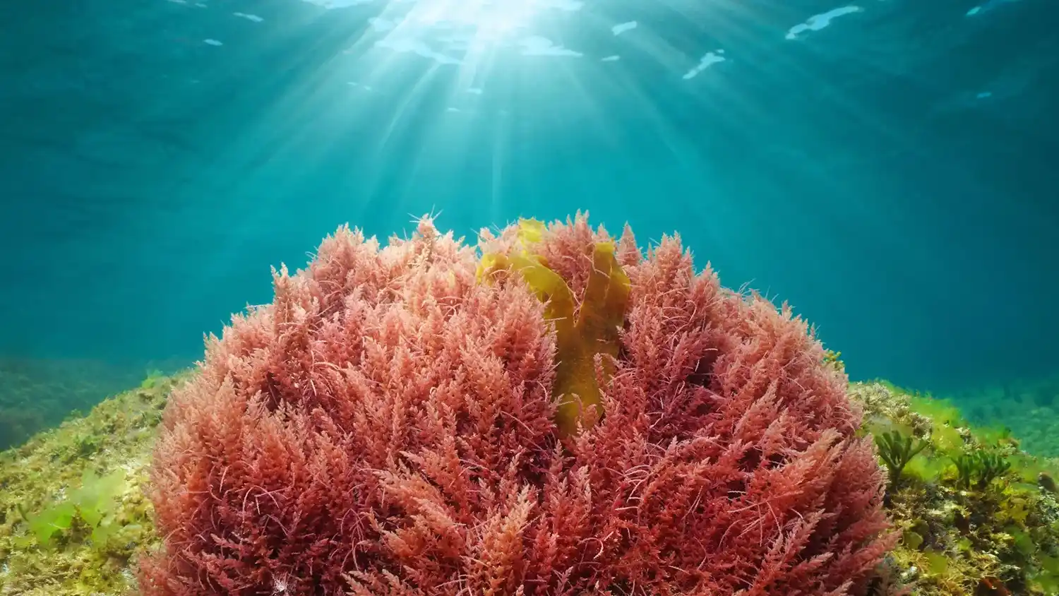 Nuevo Agro — Asparagopsis: un alga roja para una ganadería con menos metano