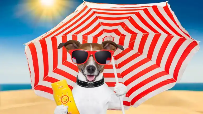 Gran tallarinada a beneficio de los animalitos