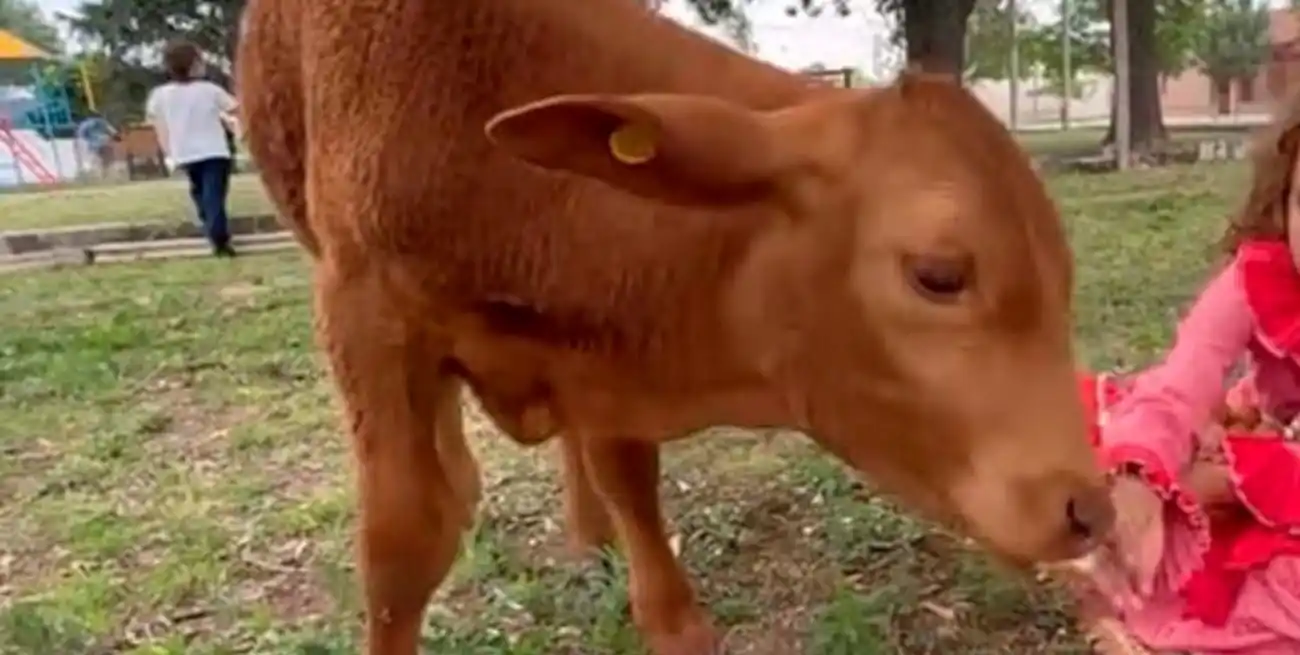 Brutal ataque contra “Berni”, el ternero de un proyecto educativo en la escuela Bernardino Rivadavia.
