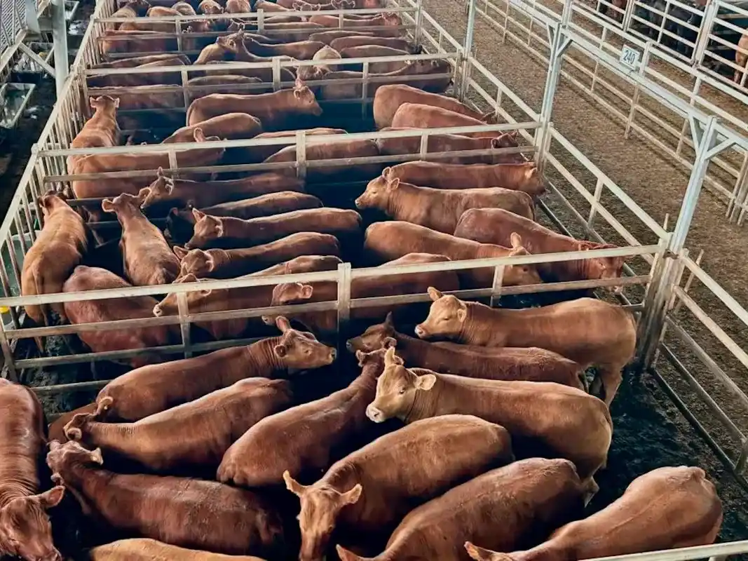 Cierre de semana con demanda selectiva y leves bajas en el Mercado Agroganadero de Cañuelas