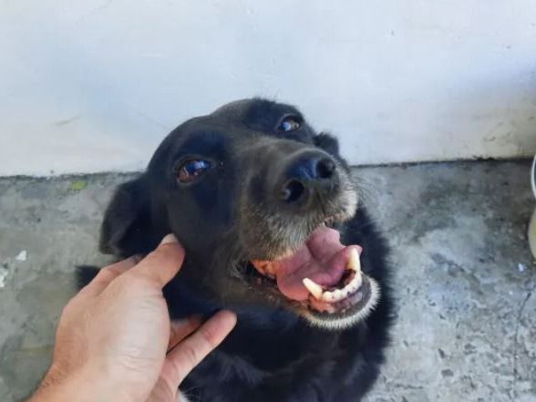 Apuñaló al perro de su vecina tras una pelea entre mascotas y fue detenida